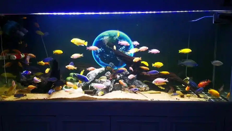 三湖慈鲷造景鱼缸,1.8米*0.7*0.7米,超大鱼缸.三湖慈鲷太美了.