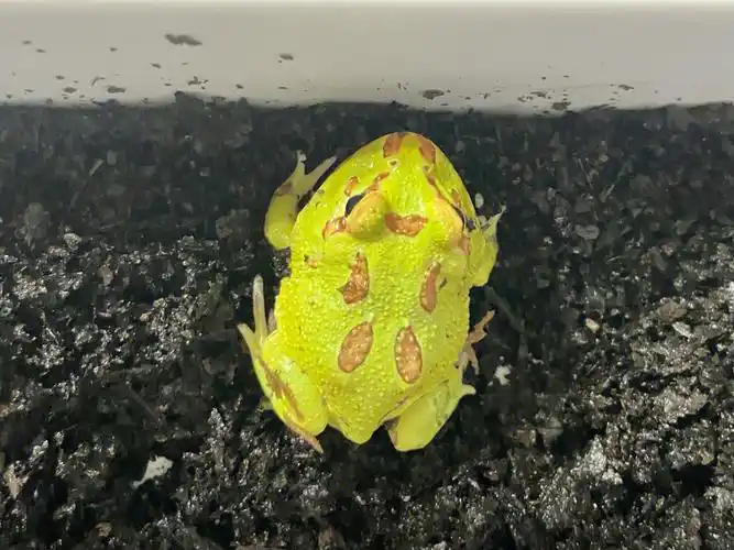 欢迎新朋友角蛙