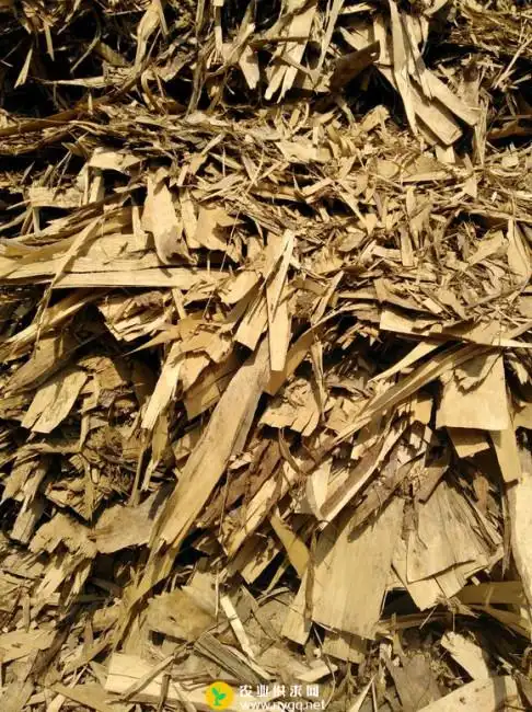 大量收购造纸厂用杨木净片,《净皮),长期大量