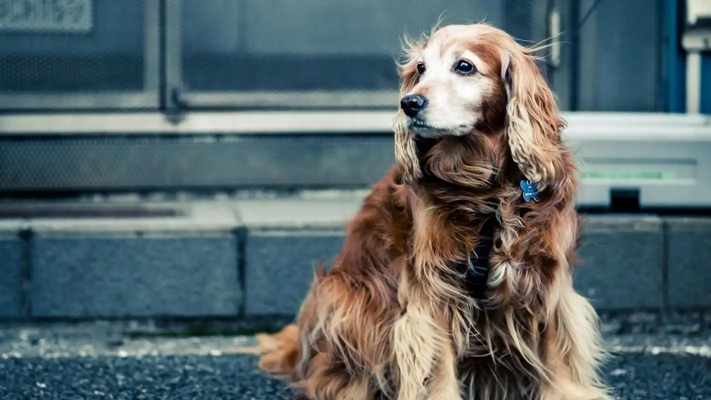 温顺可爱的金毛高清图片桌面壁纸