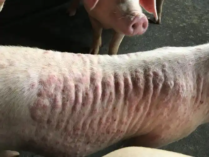 猪圆环病毒感染,表示在皮肤上常见圆形或不规则的红色到紫色的出血