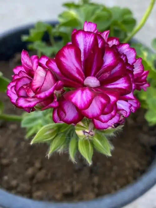 新入手一盆垂吊天竺葵假日礼花