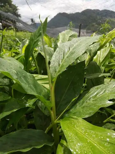 草果苗 独本苗 0.5~1米