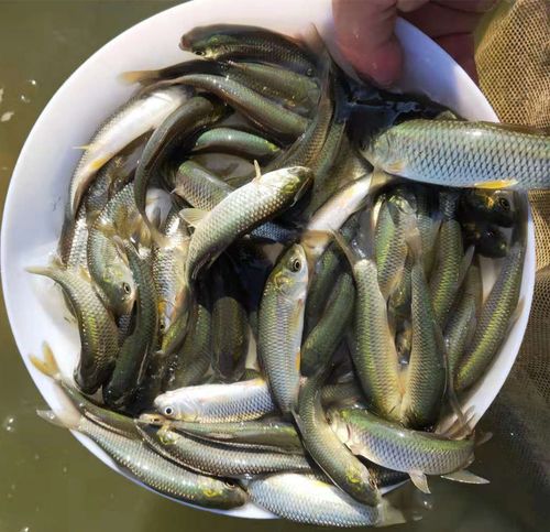 草鱼鱼苗小鱼厘米淡水活鱼半斤一斤大养养殖鱼