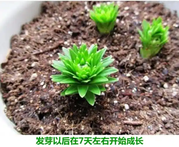 荷兰香水百合种球种子百合花苗套餐室内绿植花卉盆栽带芽大种球马卡龙