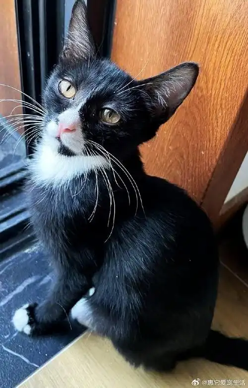 救助的黑白一窝萌极了,找麻麻一起过年0505黑白色系的小幼崽,漂亮