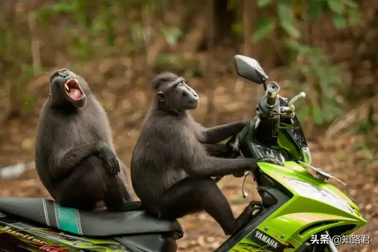 搞笑野生动物摄影奖:从2015到2021年最全照片,看完只剩哈哈了