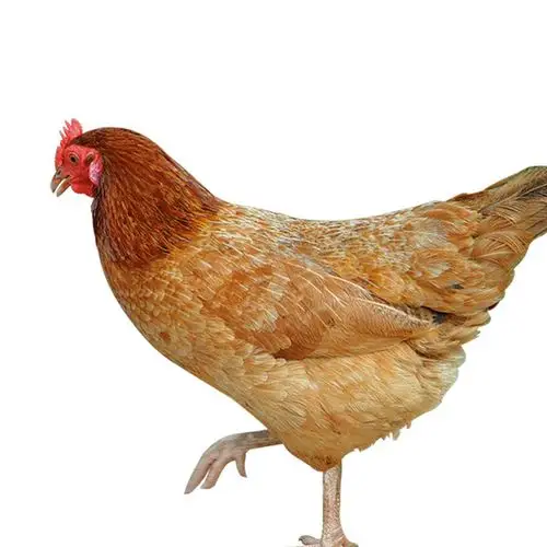 3斤农家原生态放养散养土老母鸡 优质散养常年老母鸡土鸡批发图片