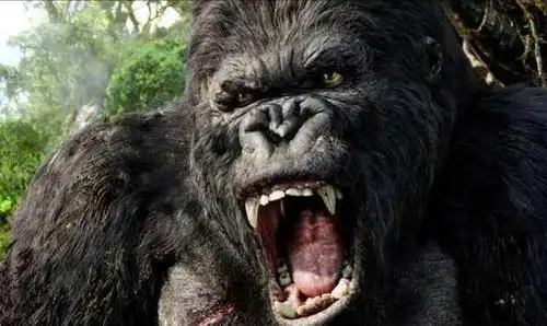 银背大猩猩的实力可以和狮虎一较高低吗?网友:能逃生就不错了