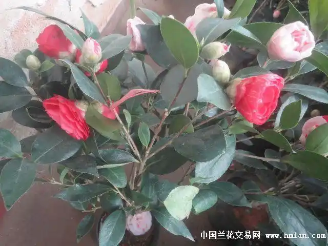 白五【五色赤丹绿芽多花色总称】一树多花色漂亮-茶花篇-中国兰花交易