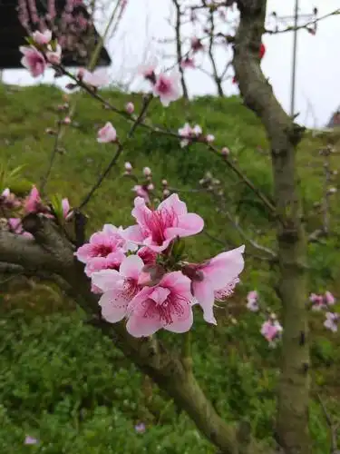 春三月桃花盛开的季节