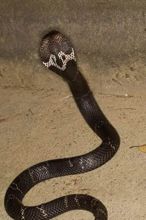 眼镜蛇背上有类似枫叶的花纹的是什么蛇