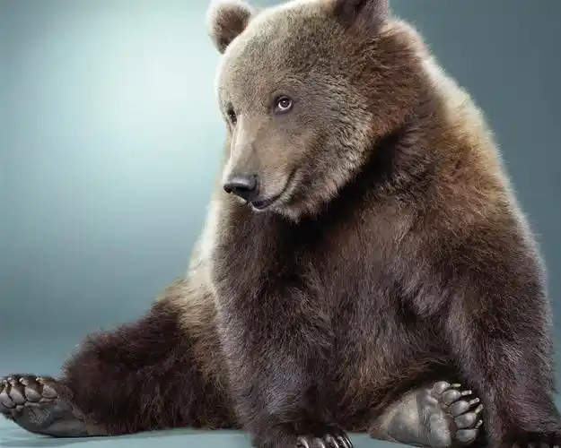 熊特写 桌布 - 1280x1024