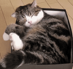 233_220gif 动态图 动图