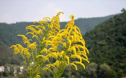 人称"麒麟草"开黄花很漂亮,一年产种子2万粒,农民为啥铲除?_植物