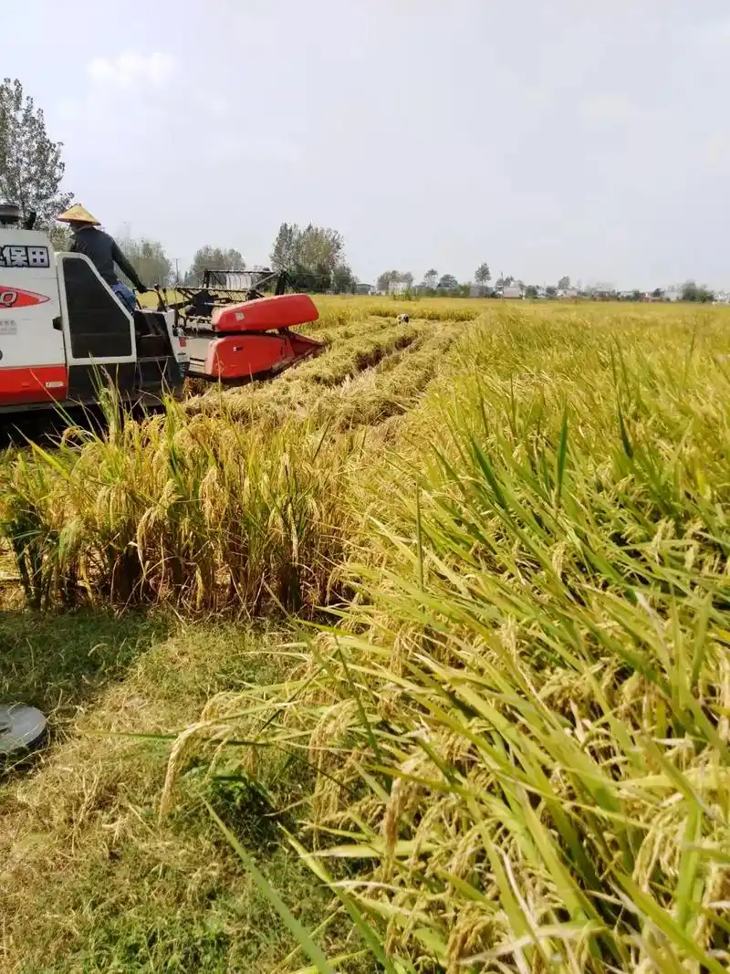 秋收忙 ,稻谷香 .一分耕耘 一分收获,劳动者是最美的人,粒 - 抖音