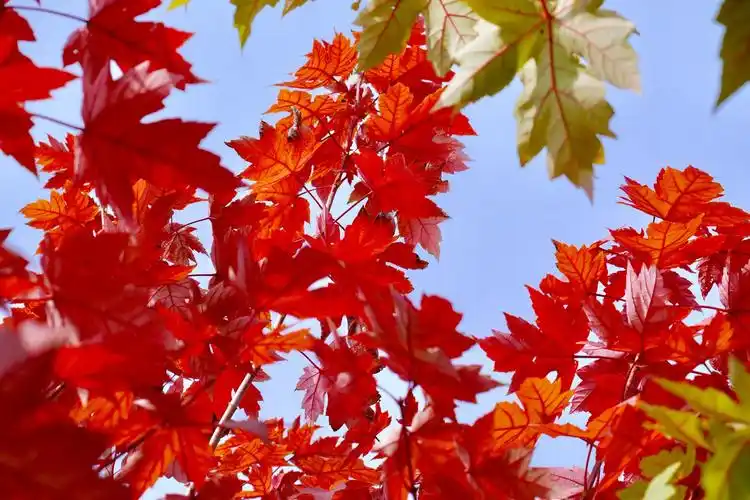 绚丽的糖槭(北美枫树)