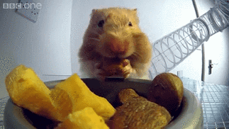 仓鼠的嘴巴是黑洞吧,怎么这么能吃?