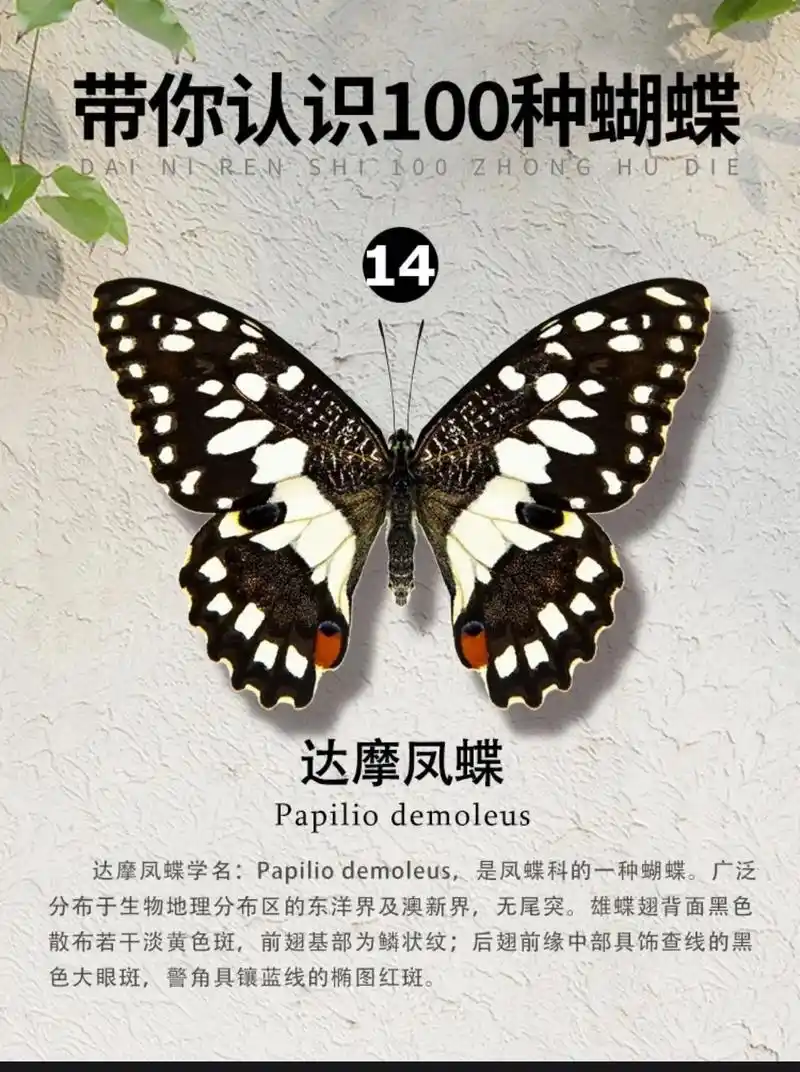 带你认识100种蝴蝶14/达摩凤蝶.#蝴蝶03  科属:凤蝶 - 抖音
