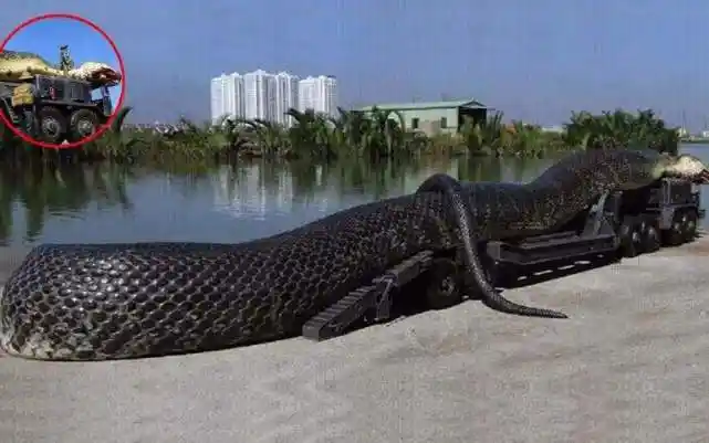 蛇到底能有多长二战比利时飞行员拍到过一条巨蟒