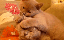 别动,我给你按按摩 老婆,原谅我吧