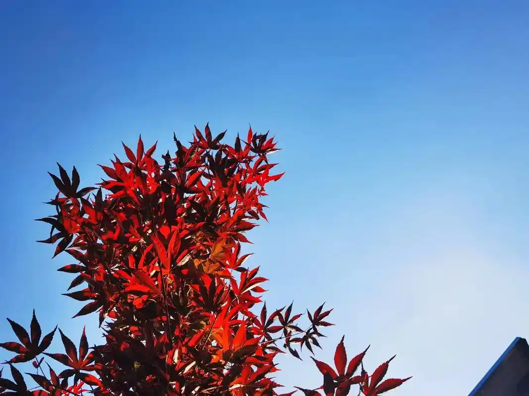 春天的图片故事#重庆dou知道 #大自然的馈赠 #城市风景 - 抖音