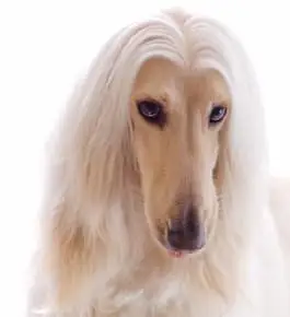 阿富汗猎犬图片_百度百科