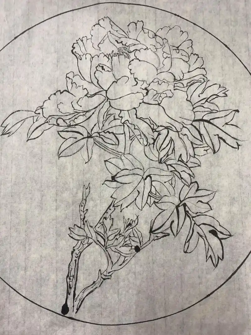 每日一画 国画牡丹#白描画 #牡丹 #国画也抖音 #国风古韵 - 抖音