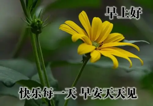 早上好问候语温馨图片动态表情2021年清晨祝福语大全短动画图片