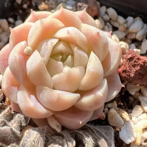 白月影杂多肉植物