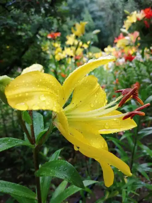雨中百合,西湖夏韵