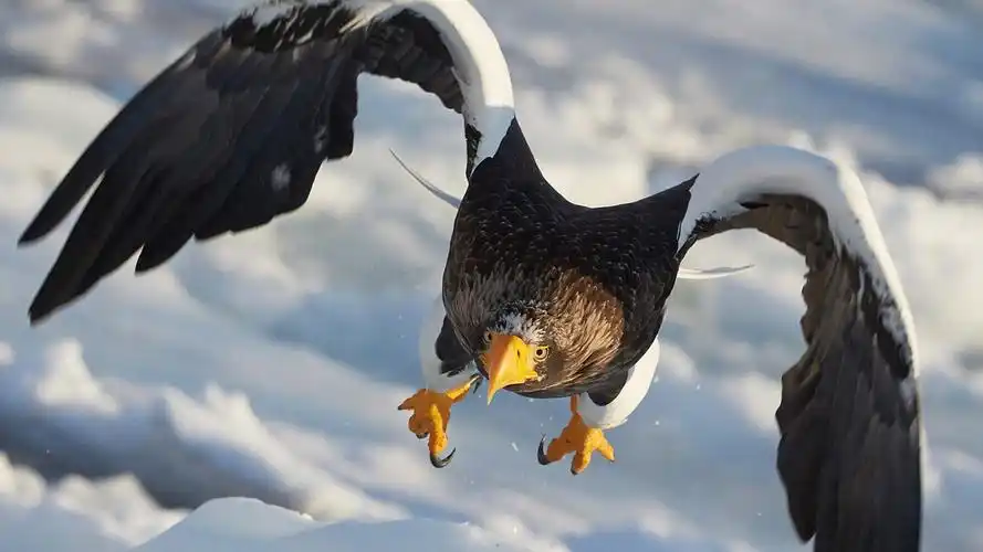 飞翔的食肉动物雄鹰高清电脑桌面壁纸