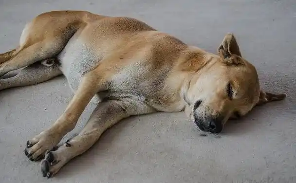狗狗冷知识,从狗睡觉的姿势,能看出它对主人的态度