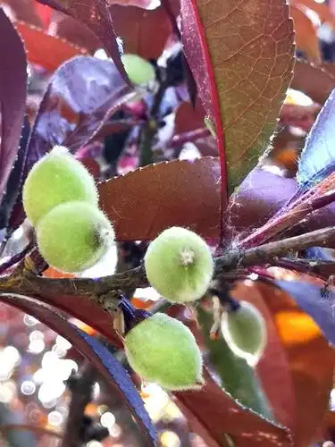 【一期一花】红叶碧桃