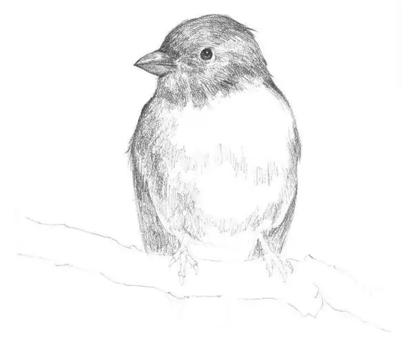 零基础素描教程:分步骤讲解停在树枝上的黄鹂鸟画法,快来临摹!