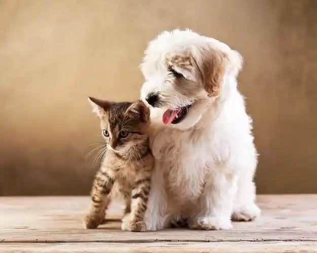 可爱喜欢卖萌的小狗高清动物图片分享