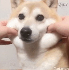 293_297gif 动态图 动图