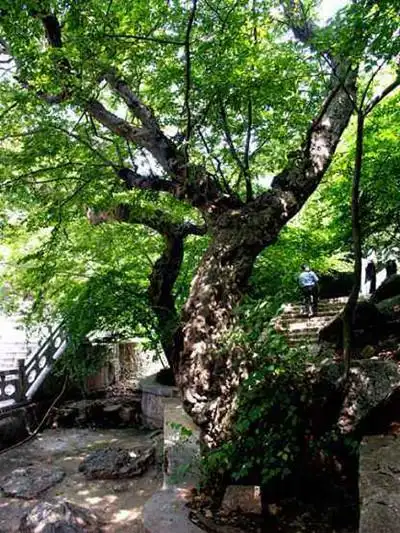 黑檀木是什么木头