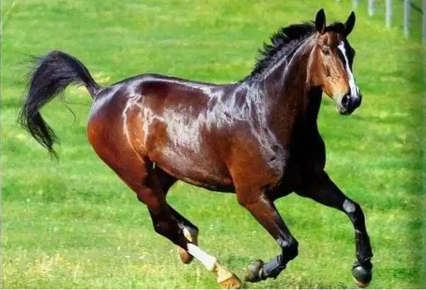 在现实生活中,汗血宝马确实存在,但非常少见,纯种的汗血宝马全世界