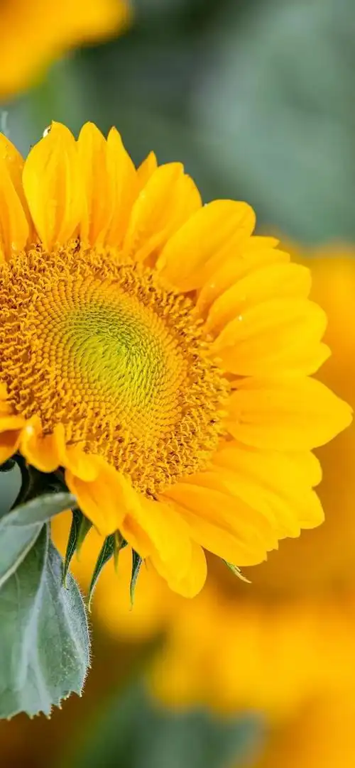 向阳而生,唯美的向日葵壁纸,全屏高清无水印_网易订阅