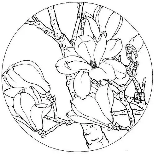 白描写生画谱白描玉兰