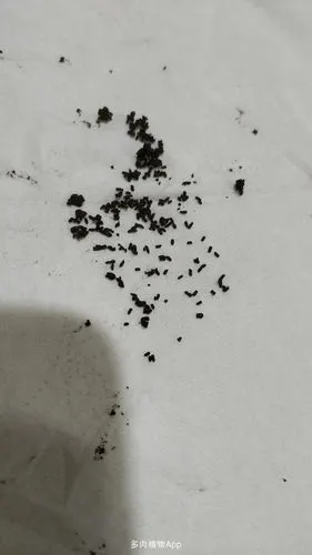 看着像什么虫的粪便或卵.每一颗大概一厘米,像个数学符号"减号-".