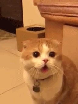 这只猫咪,绝对是投错胎了