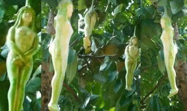 男子去泰国游玩时,发现一棵奇怪的树树上结满像人一样的果子