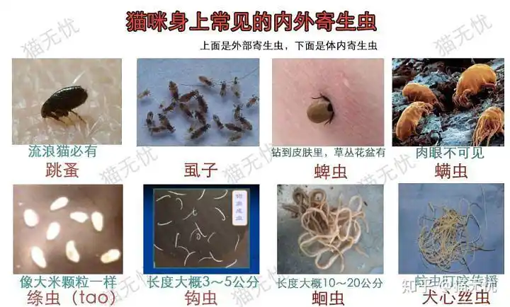 柚子整理了一张图,以下8种就是猫咪最常见的体内外寄生虫,我们对猫咪
