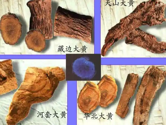 p>天山大黄:为 a href="#">蓼科 /a> a href="#">大黄属 /a>多年生高