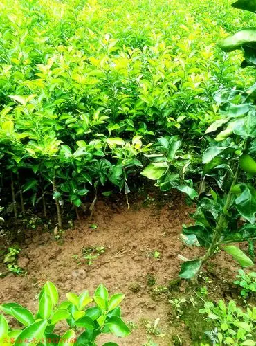 高含量枳壳枳实 川枳壳苗