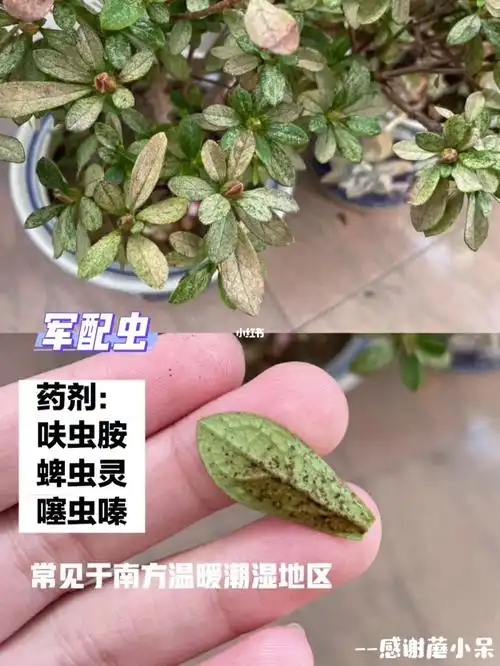 杜鹃花病虫害自留笔记