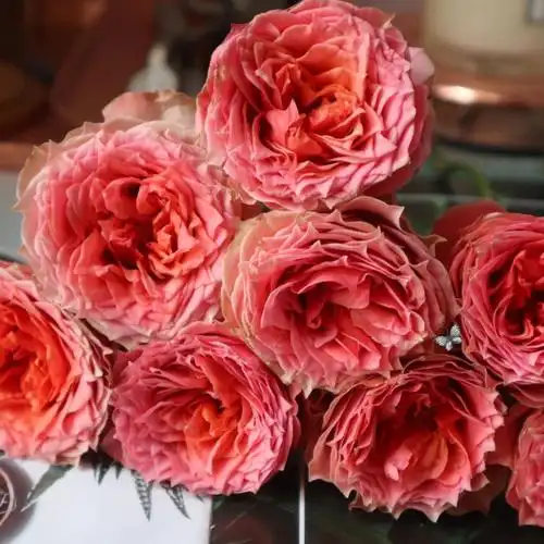 迪瑞特小仙女召唤骄傲太阳神人鱼公主辛西娅江南玫瑰花新鲜时令草本