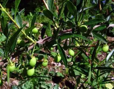 中文学名 金刚木 别称 扁担胡子,扁胡子,扁枣胡子,东北蕤核 界 植物界